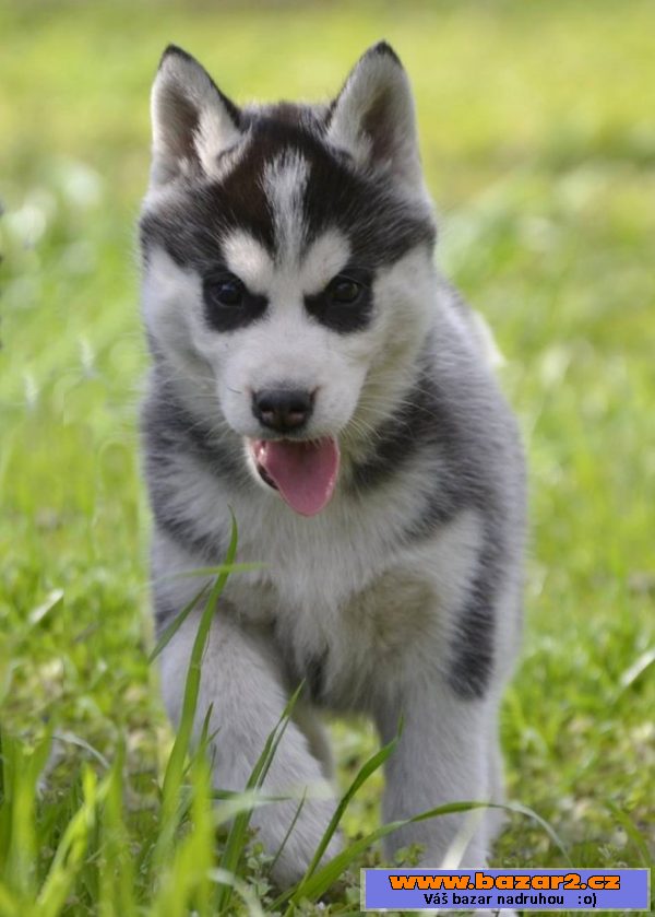 Sibiřský husky štěně s PP