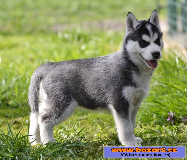 Sibiřský husky štěně s PP
