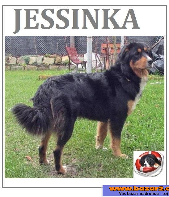 Jessinka - bernský salašnický pes