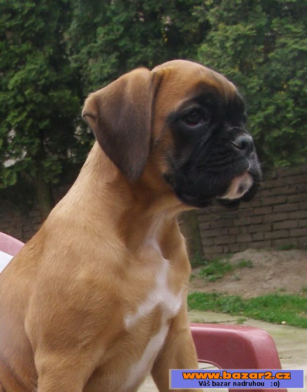 Boxer - štěňátko s PP