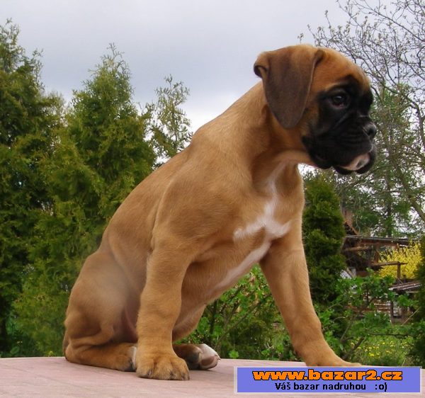 Boxer - štěňátko s PP