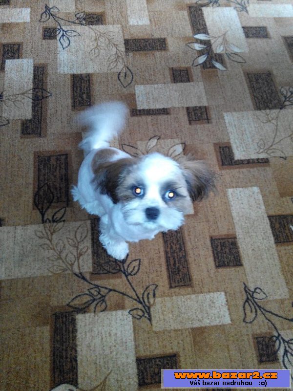 Prodáme 6měsíční fenku shih-tzu