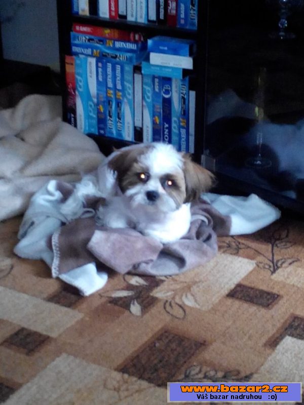 Prodáme 6měsíční fenku shih-tzu
