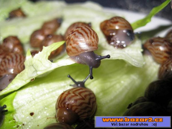 A. achatina Ghana