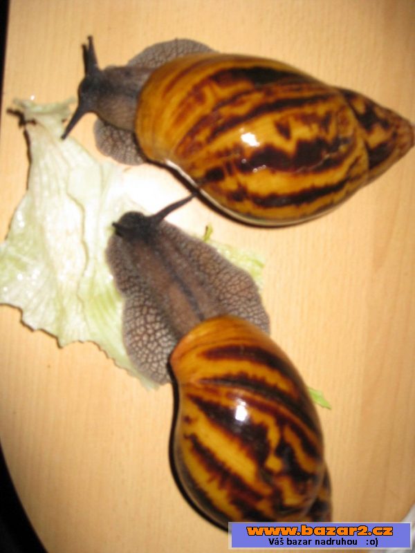 A. achatina Ghana
