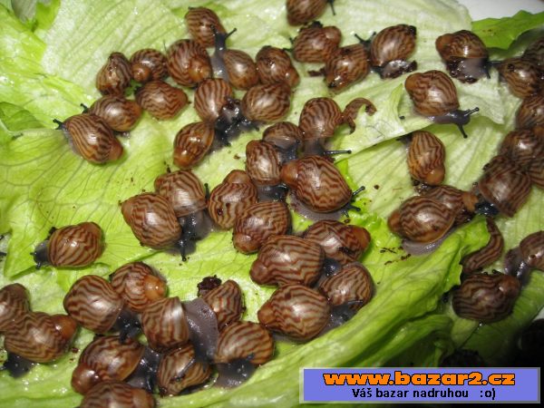 A. achatina Ghana