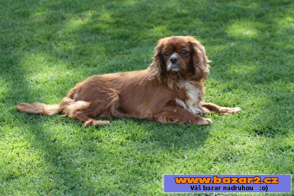 Kikinka a Mája King Charles 