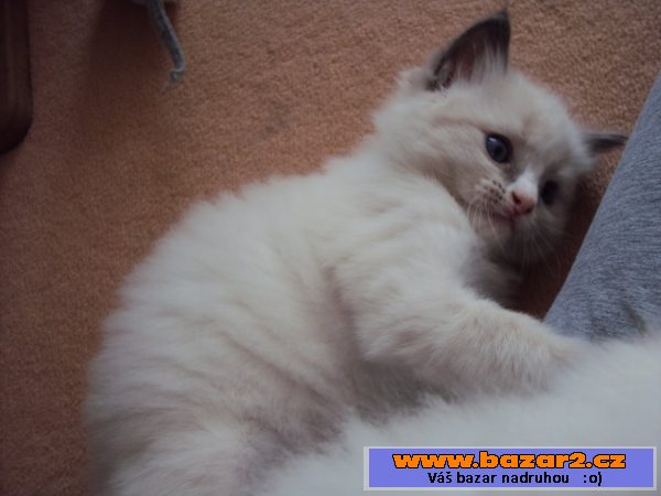 Ragdollí koťátka