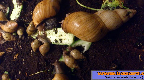 Achatina fulica hamillei rodatzi