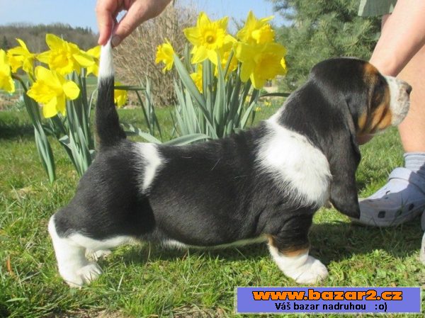 Basset Hound s PP