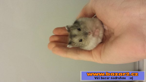 KŘEČEK DŽUNGARSKY S PP- Agouti same