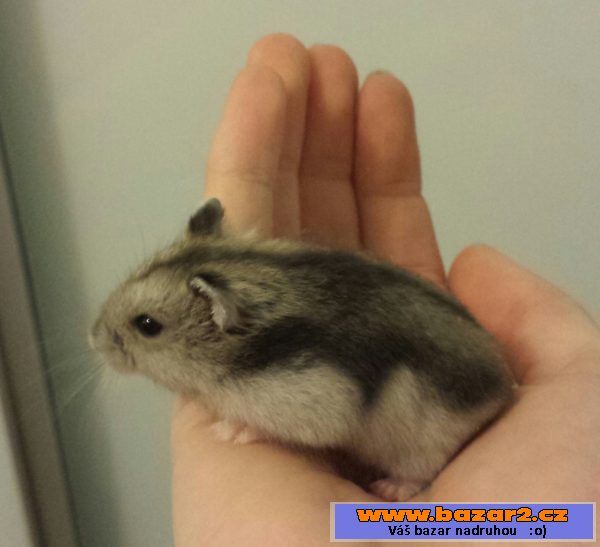 KŘEČEK DŽUNGARSKY S PP- Agouti same