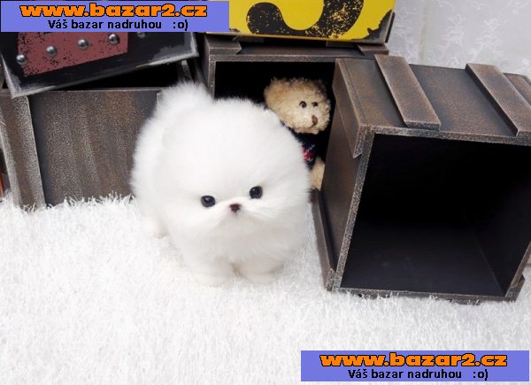 Pomeranian štěňata pro 200 € každý.