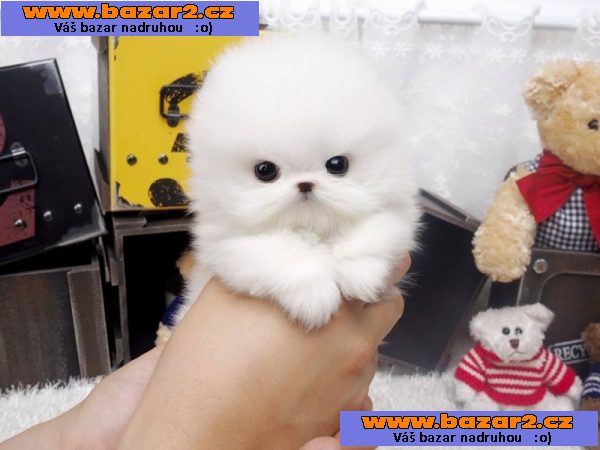 Pomeranian štěňata pro 200 € každý.