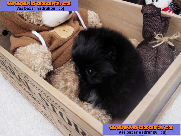 Pomeranian štěňata pro 200 € každý.