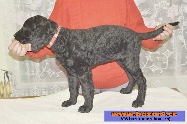 Štěňátka curly coated retrievera