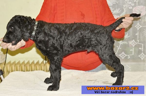 Štěňátka curly coated retrievera