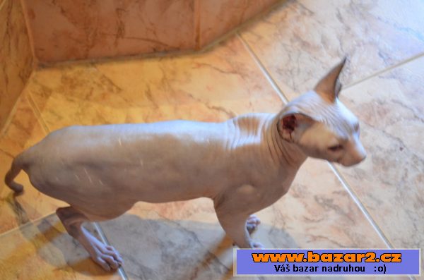 Kanadský sphynx - kocourek