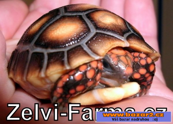 Exotické želvy uhlířské
