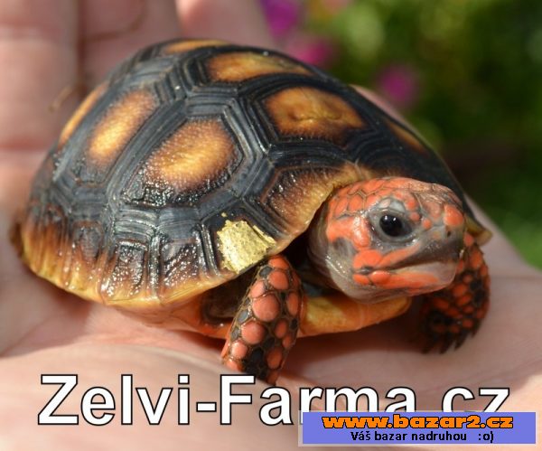 Exotické želvy uhlířské