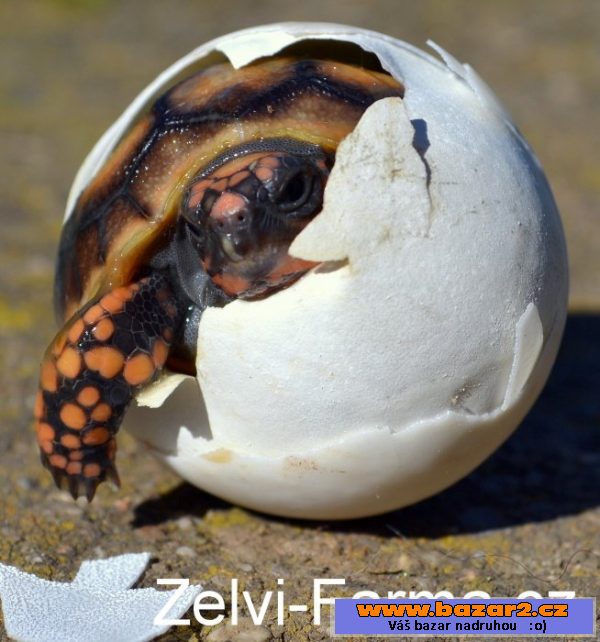 Exotické želvy uhlířské