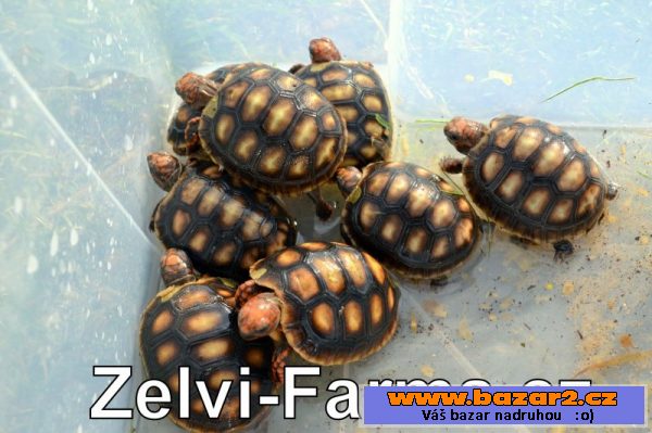 Exotické želvy uhlířské