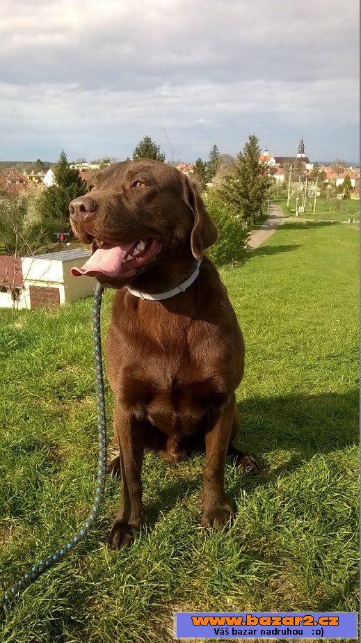 Čokoládový labrador bez PP-krytí 