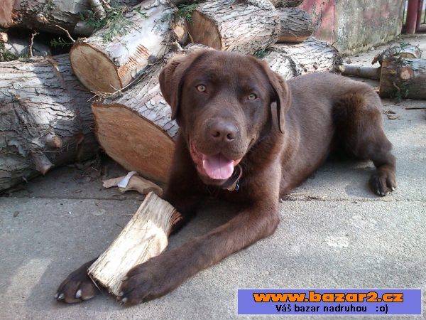 Čokoládový labrador bez PP-krytí 