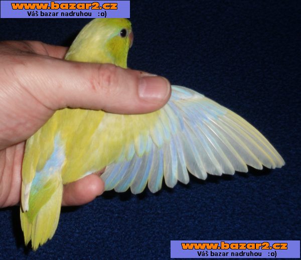 PAPOUŠÍČEK ŠEDOKŘÍDLÝ # PAPOUŠÍČEK BRÝLATÝ ( FORPUS )