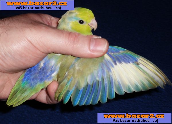 PAPOUŠÍČEK ŠEDOKŘÍDLÝ # PAPOUŠÍČEK BRÝLATÝ ( FORPUS )