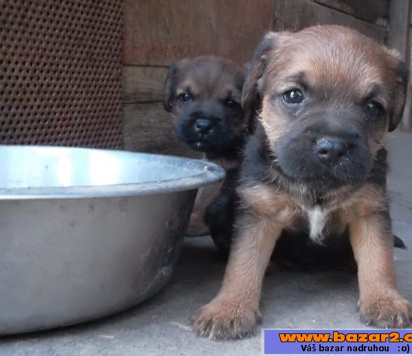 Border terier s PP