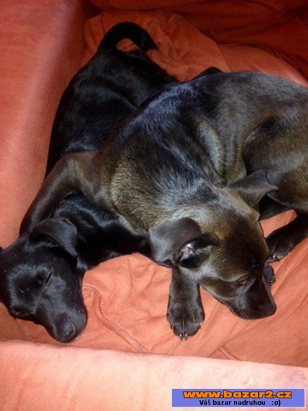 Kora a Zora - Labradorský retrívr x