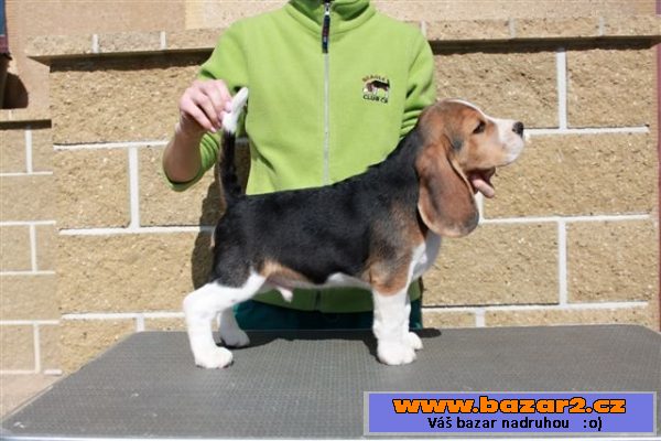 Beagle (bígl)