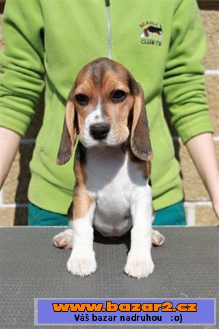 Beagle (bígl)