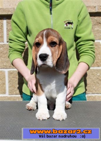 Beagle (bígl)