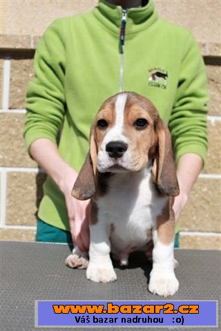 Beagle (bígl)