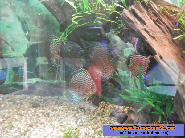 Discus 
