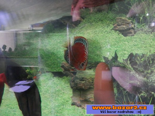 Discus 