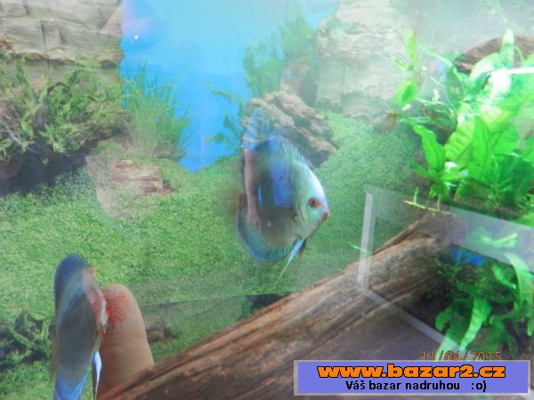 Discus 