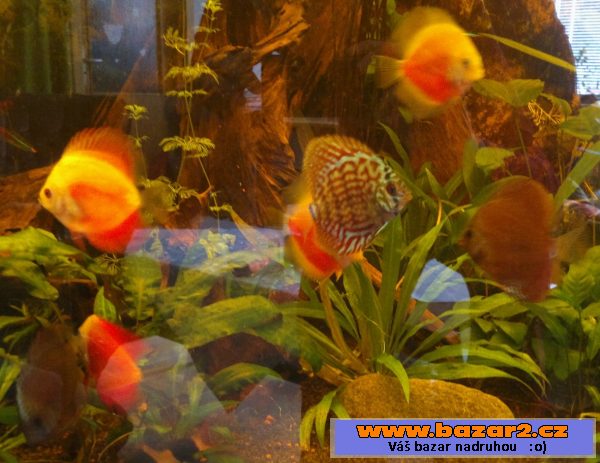 Discus 