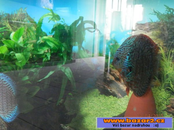 Discus 