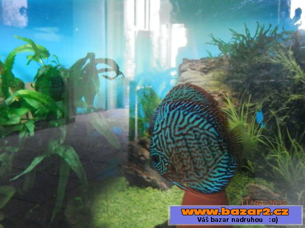 Discus 