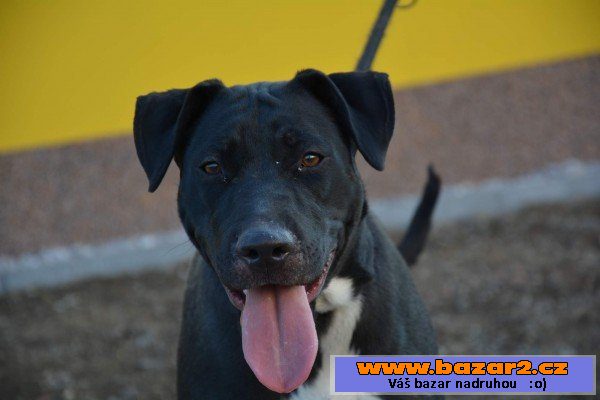 Bára - Labrador x americký pitbull