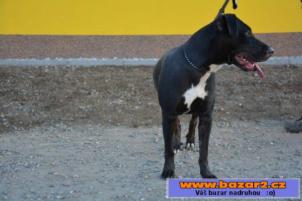 Bára - Labrador x americký pitbull