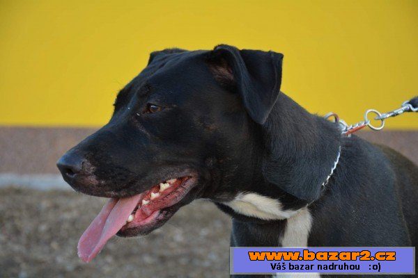 Bára - Labrador x americký pitbull