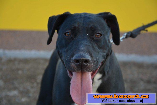Bára - Labrador x americký pitbull