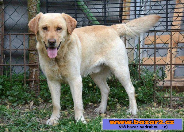 Yellow-Labradorský retrívr x - pes