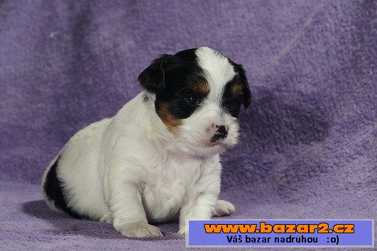 Krásné Biewer Yorkshire Terrier hle