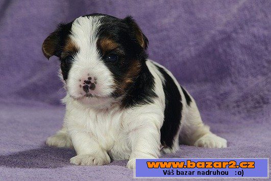 Krásné Biewer Yorkshire Terrier hle