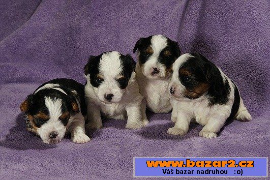 Krásné Biewer Yorkshire Terrier hle